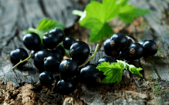 Blackcurrant Extract