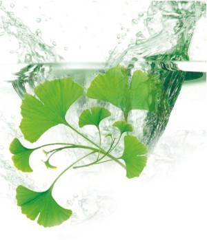 Ginkgo Biloba Extract 24/6/5