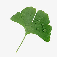 Ginkgo Biloba Extract 24%  in house