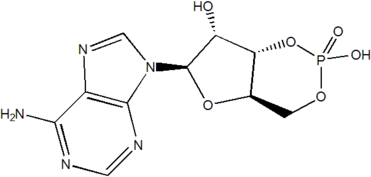 Adenosine 3',5'-cyclophosphate    (cAMP)