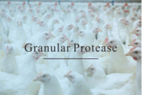 Granular Protease