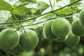 Monk Fruit Extract