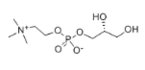 Choline Alfoscerate