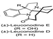 Leuconodine D