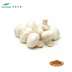 4%～60% Polysacchrides Organic Agaricus Bisporus Extract