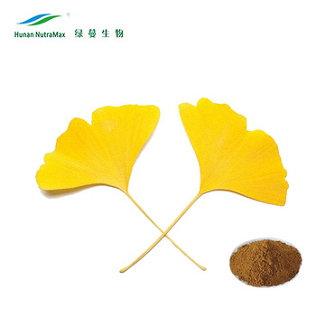 Gingko Biloba Leaf Extract 24% flavonoids & 6% terpenoids