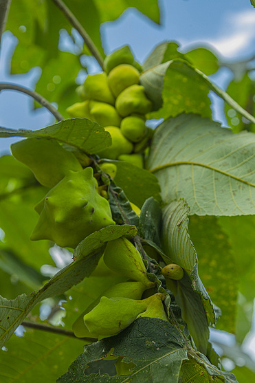 Chinese Gallnut