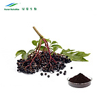 Black Elderberry Extract 5%-25% Anthocyanidins