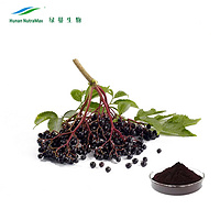Black Elderberry Extract 5%-25% Anthocyanidins