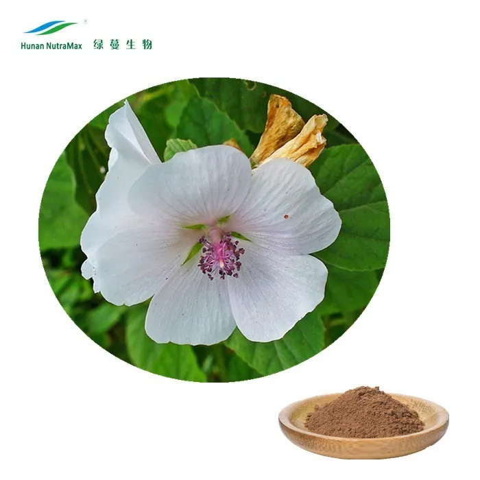 30:1 Marshmallow Root Extract Powder  