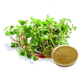 Bacopa monnieri Extract 20%-60% Bacopasides (Bacopaside A+B)