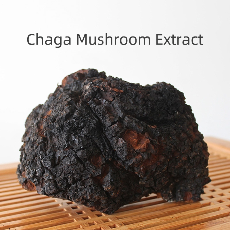 4%-60% Polysacchrides Chaga Mushroom Extract for Healthcare Products  