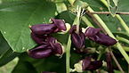 Mucuna Extract