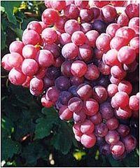 Grape Seed Extract