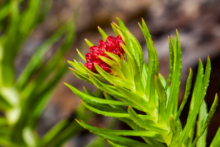 Rhodiola Extract  