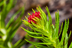 Rhodiola Extract