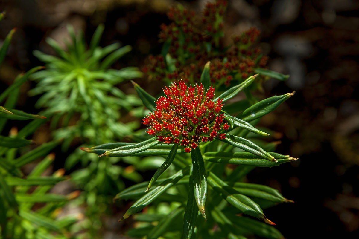 Rhodiola Extract  