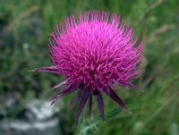 Milk Thistle Extract