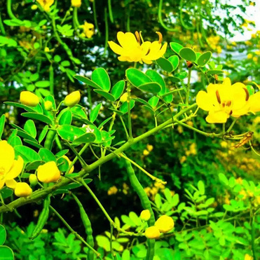 Senna Leaf Extract