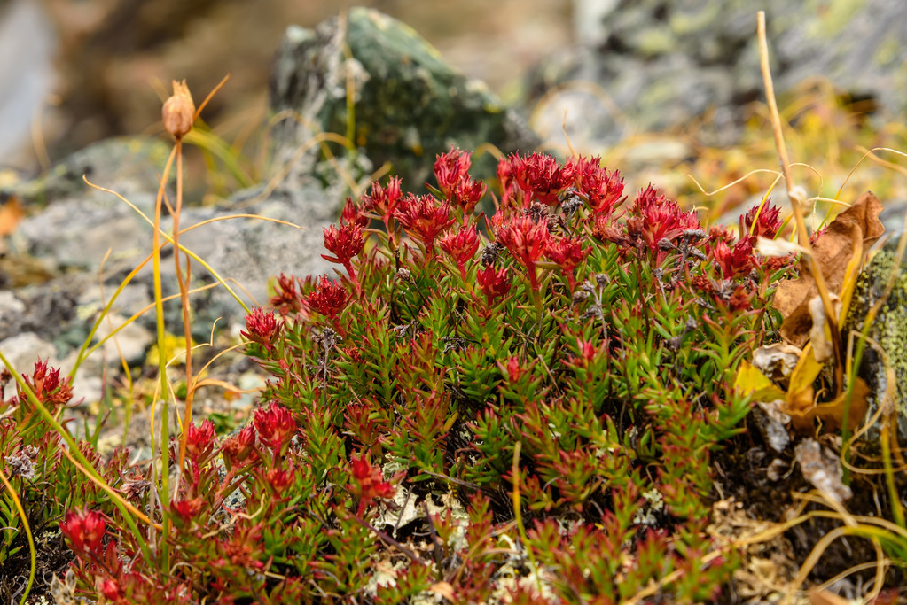 Rhodiola Extract