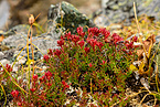 Rhodiola Extract