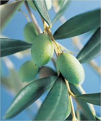 Olive Leaf Extract