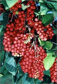 Schisandra Extract