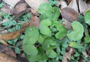 Centella Asiatica Extract