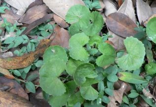 Centella Asiatica Extract