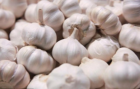 Garlic Extract