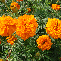 Marigold Oleoresin