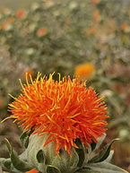 Safflower Extract