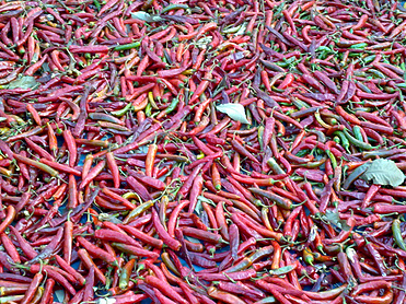 Paprika Oleoresin