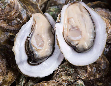 Oyster Extract  