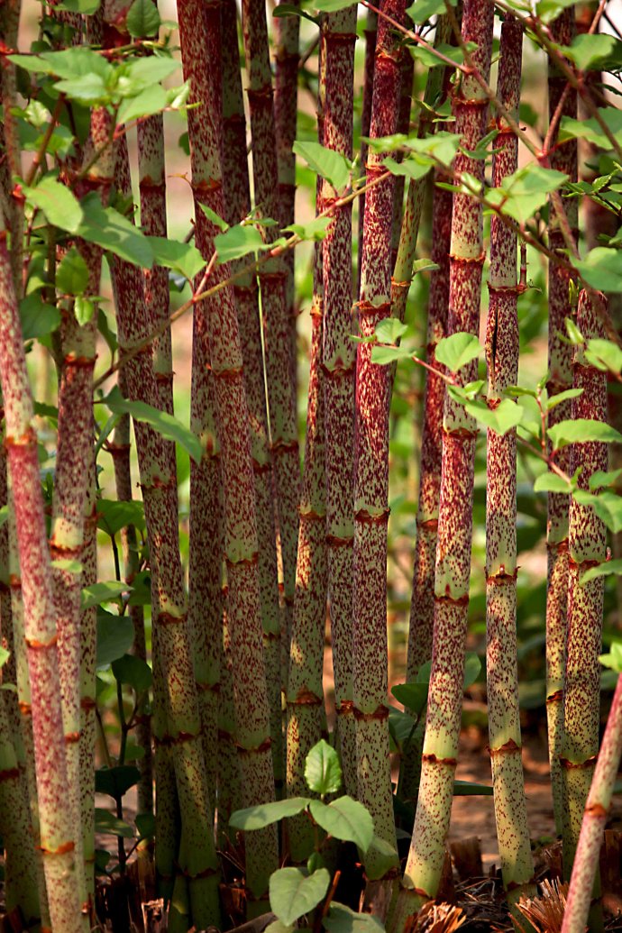 Polygonum Cuspidatum Extract