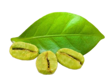 Green Coffee Bean P.E
