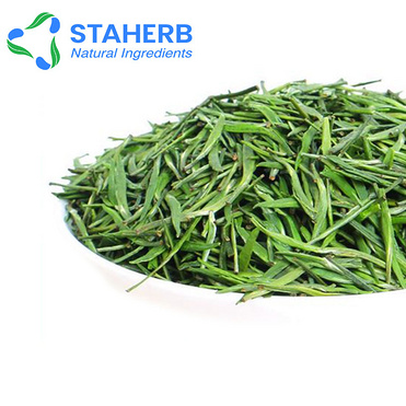 Green tea extract EGCG  green tea polyphenols catechin  epigallocatechin