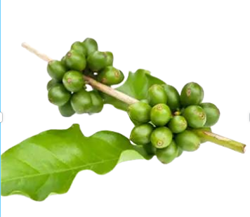 Green Coffee Bean P.E