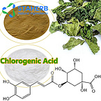 Eucommia Leaf Extract chlorogenic acid  327-97-9 Eucommia Leaf P.E.