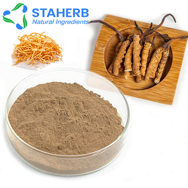 Cordyceps Sinensis P.E