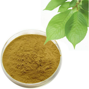 Mulberry Leaf Extract