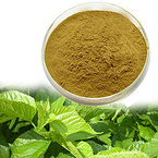 High Quality Mulberry Leaf Extract Mulberry Leaf Extract Powder 1-dnj Manufacturer