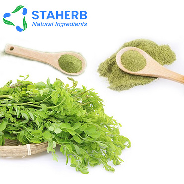 Hot sale China manufacture supplier moringa leaf powder