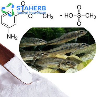 ms-222 cas 886-86-2 Tricaine methanesulfonate