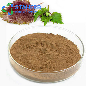 Perilla frutescens Basil Perilla Purple perilla perilla frutescens extract Perilla frutescens