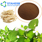 Houttuynia cordata Herba Houttuyniae Heartleaf Houttuynia Herb Houttuynia houttuynia cordata extract