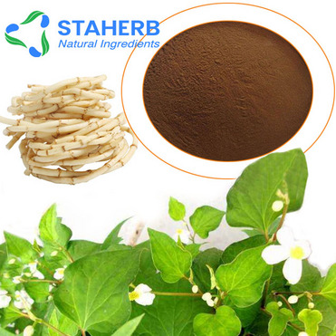 Houttuynia cordata Herba Houttuyniae Heartleaf Houttuynia Herb Houttuynia houttuynia cordata extract