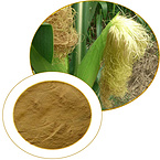 Corn Stigma Corn silk Zea mays stigma maydis stigmata maydis extract