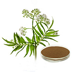 Natural 10:1 Valerian Extract Powder