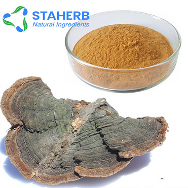 free sample Lamina piniculata  phellinus pini extract